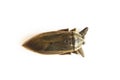 Lethocerus indicus on white background,giant water bug in Thailand.Lethocerus indicus isolated on white background