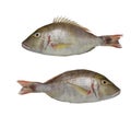 Lethrinus lentjan or Pink ear emperor fish. Royalty Free Stock Photo