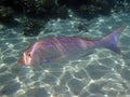 Lethrinus nebulosus fish, Egypt