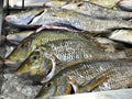 Lethrinus nebulosus or Spangled emperor or Green snapper or North-west snapper or Sand snapper in a fish market of Japan.