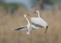 Lets fight -fight of egrets Royalty Free Stock Photo