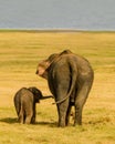 Lets go mom , Elephant baby and mom walking together Royalty Free Stock Photo