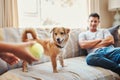 Lets go play fetch. an unrecognizable child holding a tennis ball and playing with her dog in the living room at home. Royalty Free Stock Photo