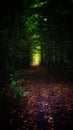 Lets go through the tunel in the forest Royalty Free Stock Photo