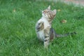 Lets play together. mestizo pet. cat in playful mood. fluffy kitten outdoor. outbred cat sit on green grass. domestic Royalty Free Stock Photo