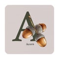 Letter A with acorns decor on the square card. Watercolor illustration. Forest nature ABC alphabet element for study