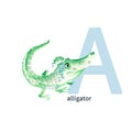 Letter A, alligator, cute kids colorful animals ABC alphabet. Watercolor illustration isolated on white background. Royalty Free Stock Photo