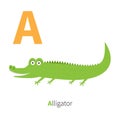 Letter A Alligator Zoo alphabet. English abc with animals Education cards for kids White background Flat design Royalty Free Stock Photo