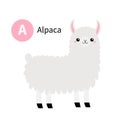 Letter A. Alpaca llama. Zoo animal alphabet. Funny lama. English abc with cute cartoon kawaii funny baby animals. Education cards