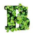 The letter B of the English alphabet from the leaves of green plants