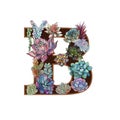 Letter B. Succulents. Alphabet. Watercolor. Graphics.