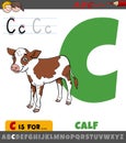 Letter C from alphabet with cartoon calf farm animal character