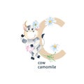 Letter C, cow, camomile, cute kids colorful animals and flowers ABC alphabet. Watercolor illustration isolated on white Royalty Free Stock Photo