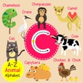 Letter C tracing. Camel. Cat. Capybara. Chameleon. Chicken & Chick. Chimpanzee. Cow. Crane