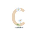 Letter C, camomile, ABC botanical alphabet. Watercolor illustration isolated on white background Royalty Free Stock Photo