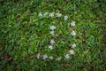 letter D shape made of flowers on the grass.Flat lay. Valentines,love and wedding concept ideas Royalty Free Stock Photo