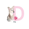 Letter D, dog, cute kids colorful animals ABC alphabet. Watercolor illustration isolated on white background.