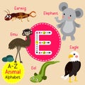 Letter E tracing. Eagle. Earwig. Eel. Elephant. Emu Royalty Free Stock Photo