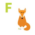 Letter F Fox Zoo alphabet. English abc with animals Education cards for kids White background Flat design Royalty Free Stock Photo