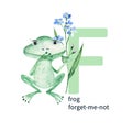 Letter F, frog with forget me not flower, cute kids colorful animals and floral ABC alphabet. Watercolor illustration Royalty Free Stock Photo