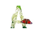 Letter A of the floral alphabet with a peacock eye butterfly on a blooming white hydrangea isolated on a white background. Royalty Free Stock Photo