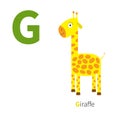 Letter G Giraffe Zoo Alphabet. English Abc With Animals Education Cards For Kids White Background Flat Design