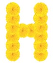 Letter H made from dandelions Royalty Free Stock Photo