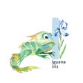 Letter I, iguana and iris, cute kids colorful animals and flower ABC alphabet. Watercolor illustration isolated on white