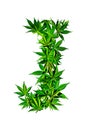 The letter J is creatively crafted using marijuana leaves, forming a distinct and recognizable shape. Alphabet. Isolated