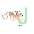 Letter J, jaguar, kids animals ABC alphabet. Watercolor illustration isolated on white background.