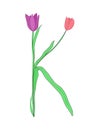 Letter K of English alphabet from tulip flowers, floral font for spring Mother\'s Day design Royalty Free Stock Photo