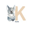 Letter K, koala, cute kids animal ABC alphabet. Watercolor illustration isolated on white background. Can be used for