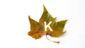 letter k stamped on green and yelllow autumn leaf, on  background Royalty Free Stock Photo