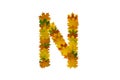 Letter N from autumn maple leaves. Alphabet from green, yellow and orange leaves