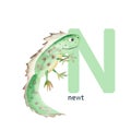 Letter N, newt, cute kids animal ABC alphabet. Watercolor illustration isolated on white background. Can be used for