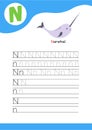 Letter N with a picture of narwhal and seven lines of letter N writing practice. Handwriting practice and alphabet learning