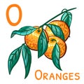 Letter o from the english alphabet, word cards - oranges. Vector Illustration with a branch of oranges for a childrens