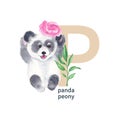 Letter P, panda and peony, cute kids animal and flower ABC alphabet. Watercolor illustration isolated on white