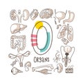 Letter O - Organs, cute alphabet series in doodle style