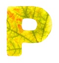 Letter P carved from the autumn leaves