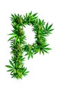 The letter P formed entirely of marijuana leaves against a white background. Alphabet. Isolated