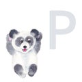 Letter P, panda, cute kids animal ABC alphabet. Watercolor illustration isolated on white background. Can be used for