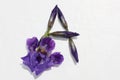 Letter A of purple iris flowers on a white background. Spring concept. Flat lay. Floral letters of the alphabet for design and dec