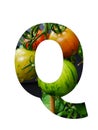 Letter Q of the alphabet made with a bunch of tomatoes, yellow unripe and red ripe tomatoes