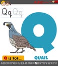 Letter Q from alphabet with quail bird animal character