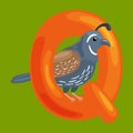 Letter Q with animal quail for kids abc education in preschool.