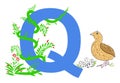 Letter Q with green grass vines and Quail