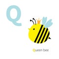 Letter Q Queen bee Zoo alphabet. English abc with animals Education cards for kids White background Flat design Royalty Free Stock Photo