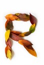 Letter R of colorful autumn leaves. Character R mades of fall foliage. Autumnal design font concept. Seasonal decorative beautiful