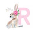 Letter R, rabbit, cute kids animal ABC alphabet. Watercolor illustration isolated on white background. Can be used for